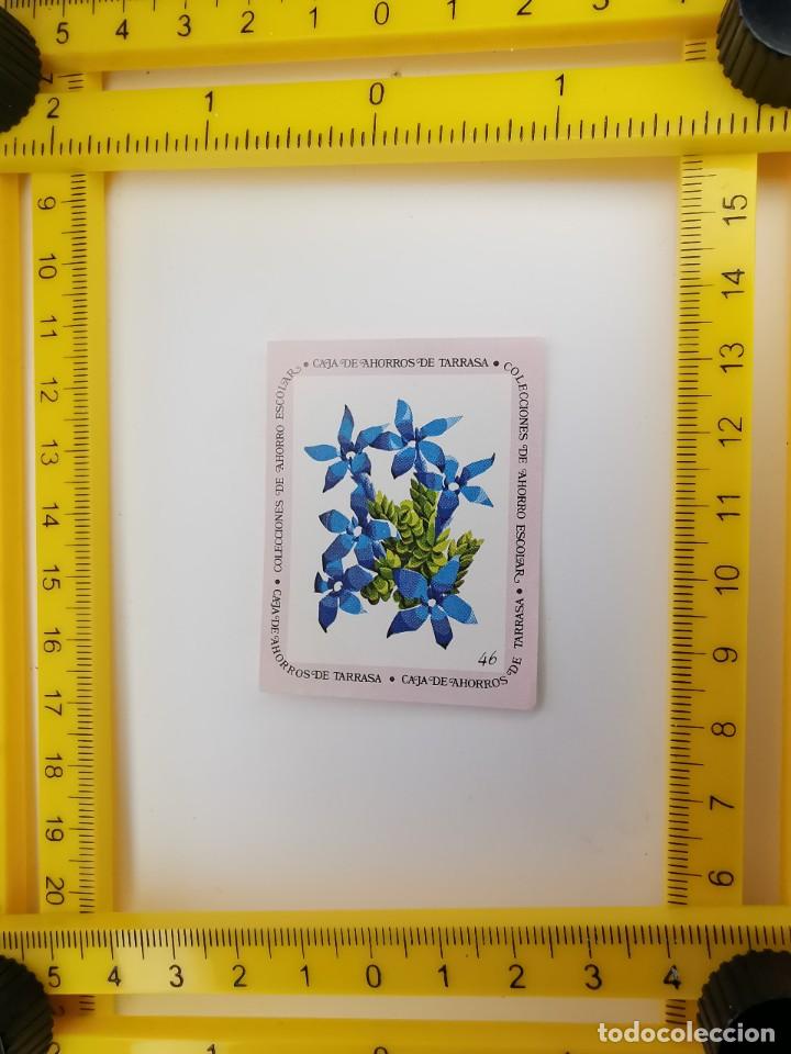 Collezionismo Figurine antiche: CROMO SIN PEGAR BANCO 1968 CAJA DE AHORROS DE BARCELONA TARRASA ALBUM PLANTAS Y FLORES 46