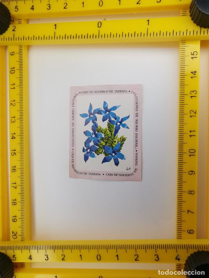 Collezionismo Figurine antiche: CROMO SIN PEGAR BANCO 1968 CAJA DE AHORROS DE BARCELONA TARRASA ALBUM PLANTAS Y FLORES 46