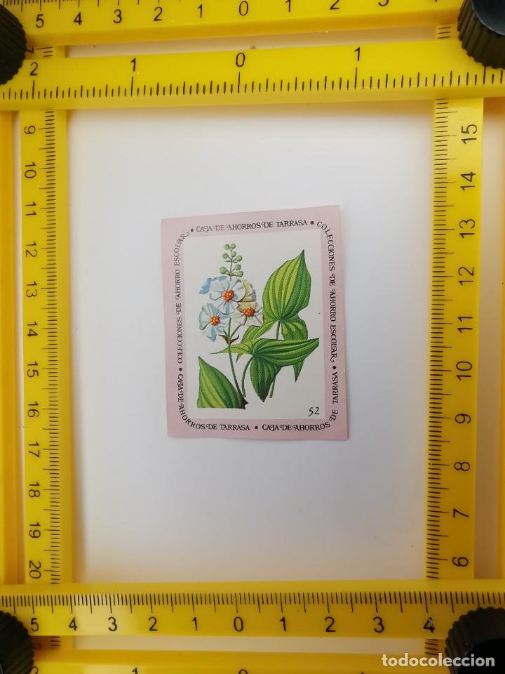 Collezionismo Figurine antiche: CROMO SIN PEGAR BANCO 1968 CAJA DE AHORROS DE BARCELONA TARRASA ALBUM PLANTAS Y FLORES 52