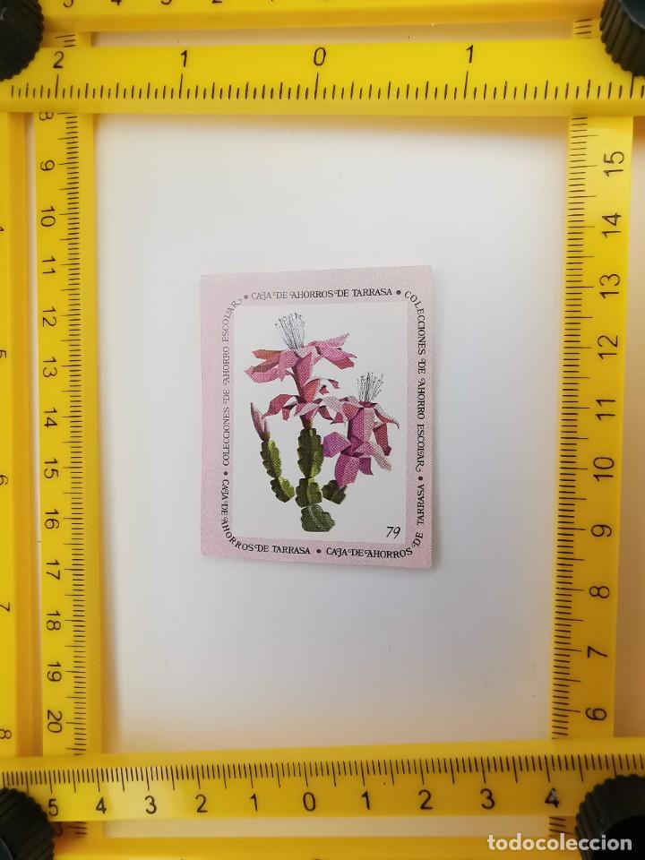 Collezionismo Figurine antiche: CROMO SIN PEGAR BANCO 1968 CAJA DE AHORROS DE BARCELONA TARRASA ALBUM PLANTAS Y FLORES 79