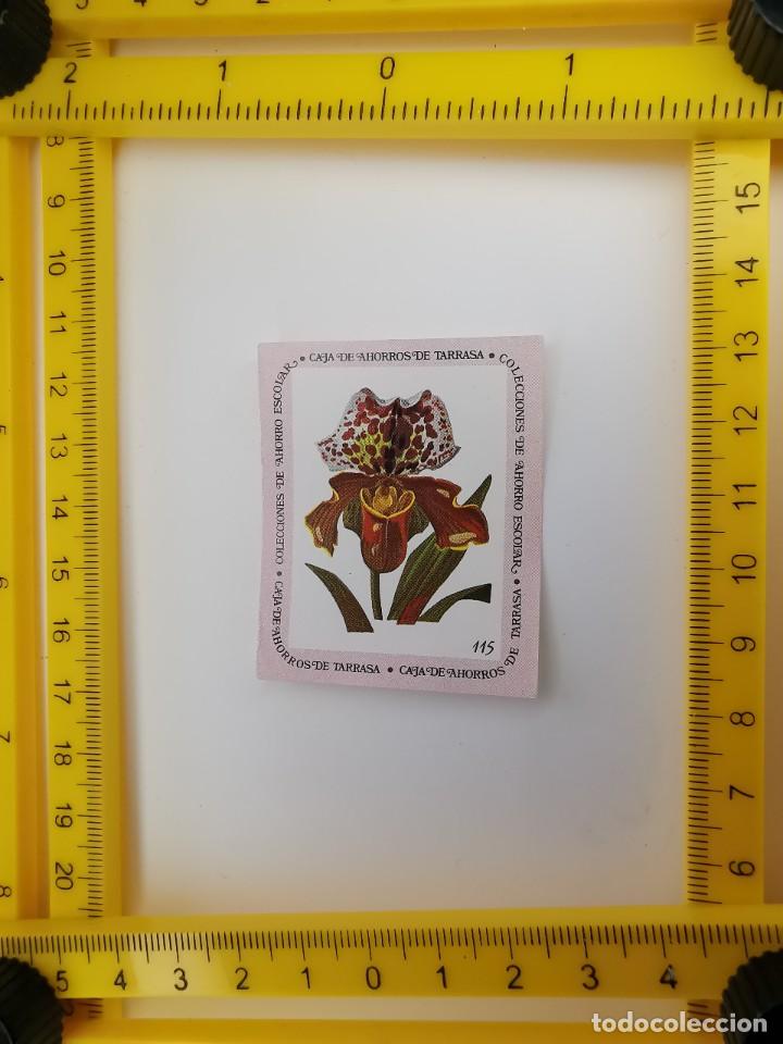Collezionismo Figurine antiche: CROMO SIN PEGAR BANCO 1968 CAJA DE AHORROS DE BARCELONA TARRASA ALBUM PLANTAS Y FLORES 115