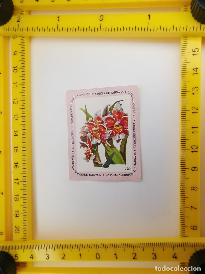 Collezionismo Figurine antiche: CROMO SIN PEGAR BANCO 1968 CAJA DE AHORROS DE BARCELONA TARRASA ALBUM PLANTAS Y FLORES 116