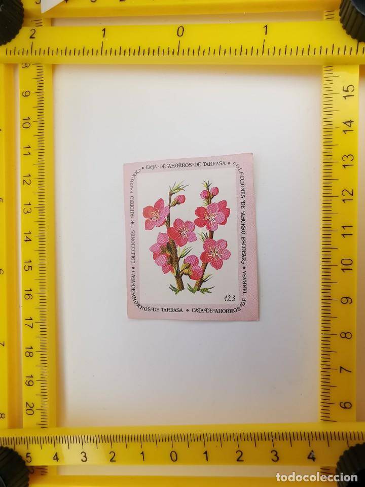 Collezionismo Figurine antiche: CROMO SIN PEGAR BANCO 1968 CAJA DE AHORROS DE BARCELONA TARRASA ALBUM PLANTAS Y FLORES 123