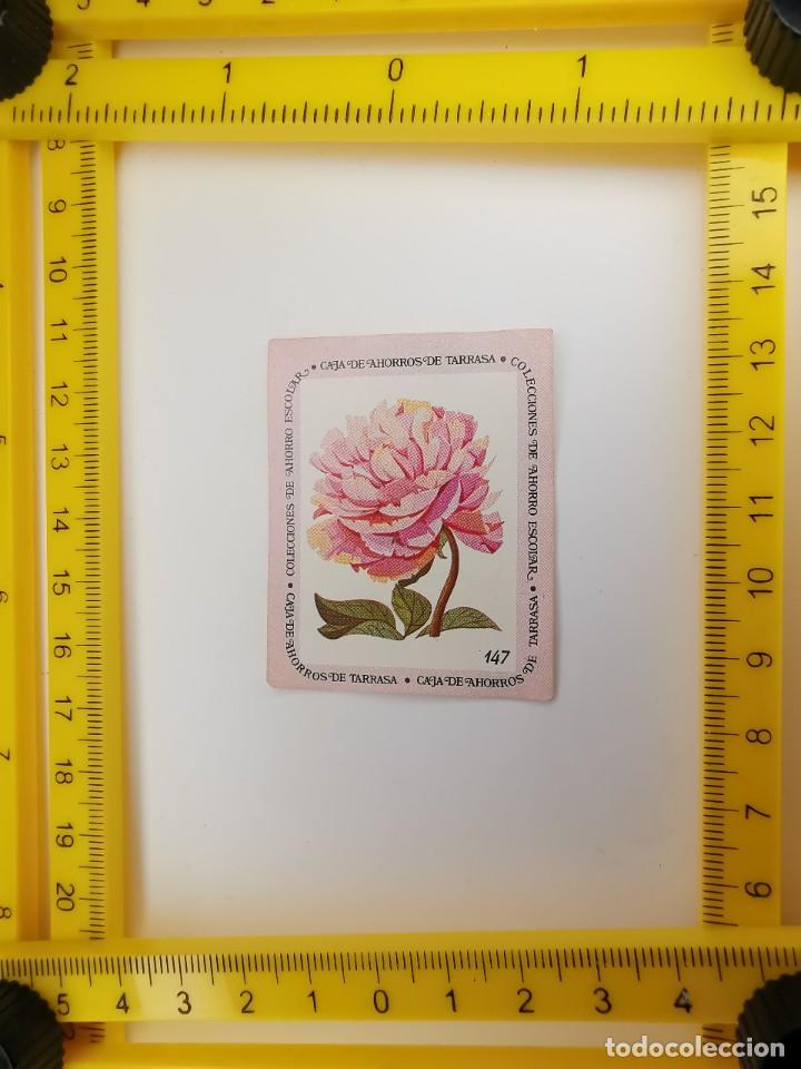 Sammeln alte Sammelbilder: CROMO SIN PEGAR BANCO 1968 CAJA DE AHORROS DE BARCELONA TARRASA ALBUM PLANTAS Y FLORES 147