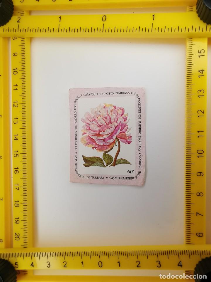 Sammeln alte Sammelbilder: CROMO SIN PEGAR BANCO 1968 CAJA DE AHORROS DE BARCELONA TARRASA ALBUM PLANTAS Y FLORES 147