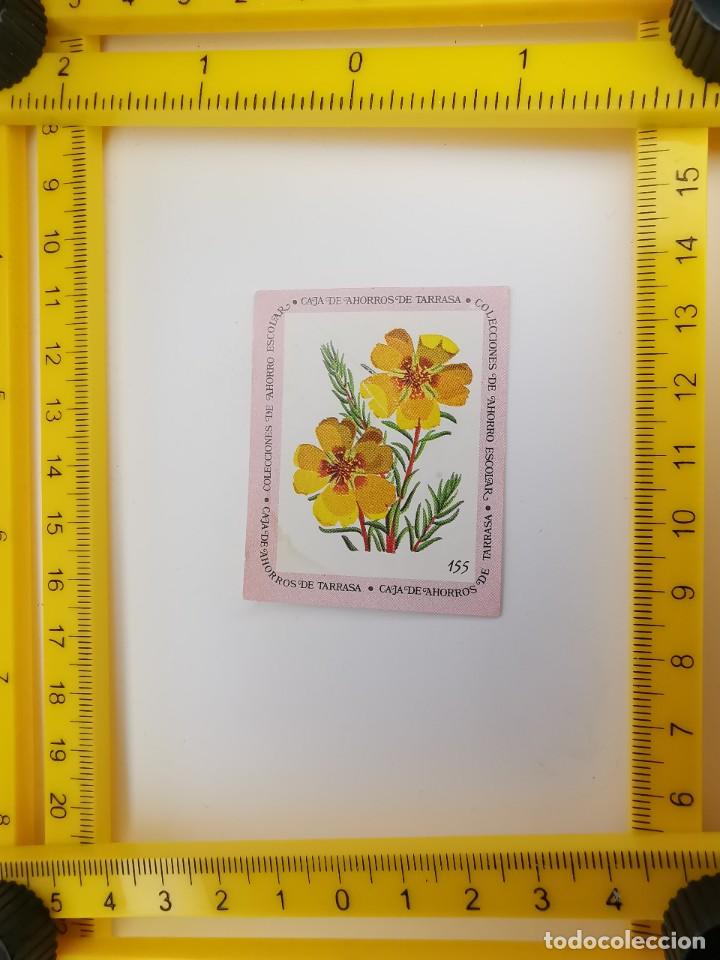 Sammeln alte Sammelbilder: CROMO SIN PEGAR BANCO 1968 CAJA DE AHORROS DE BARCELONA TARRASA ALBUM PLANTAS Y FLORES 155