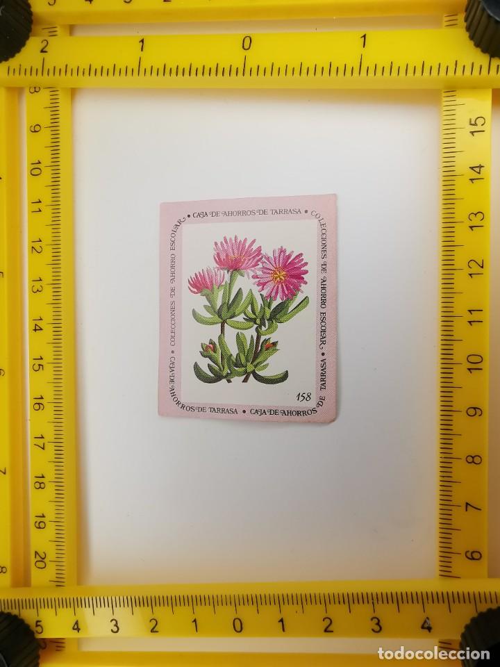Sammeln alte Sammelbilder: CROMO SIN PEGAR BANCO 1968 CAJA DE AHORROS DE BARCELONA TARRASA ALBUM PLANTAS Y FLORES 158