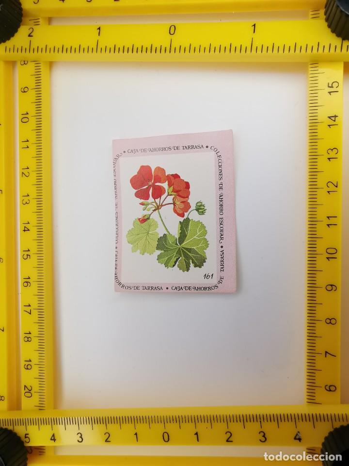 Sammeln alte Sammelbilder: CROMO SIN PEGAR BANCO 1968 CAJA DE AHORROS DE BARCELONA TARRASA ALBUM PLANTAS Y FLORES 161