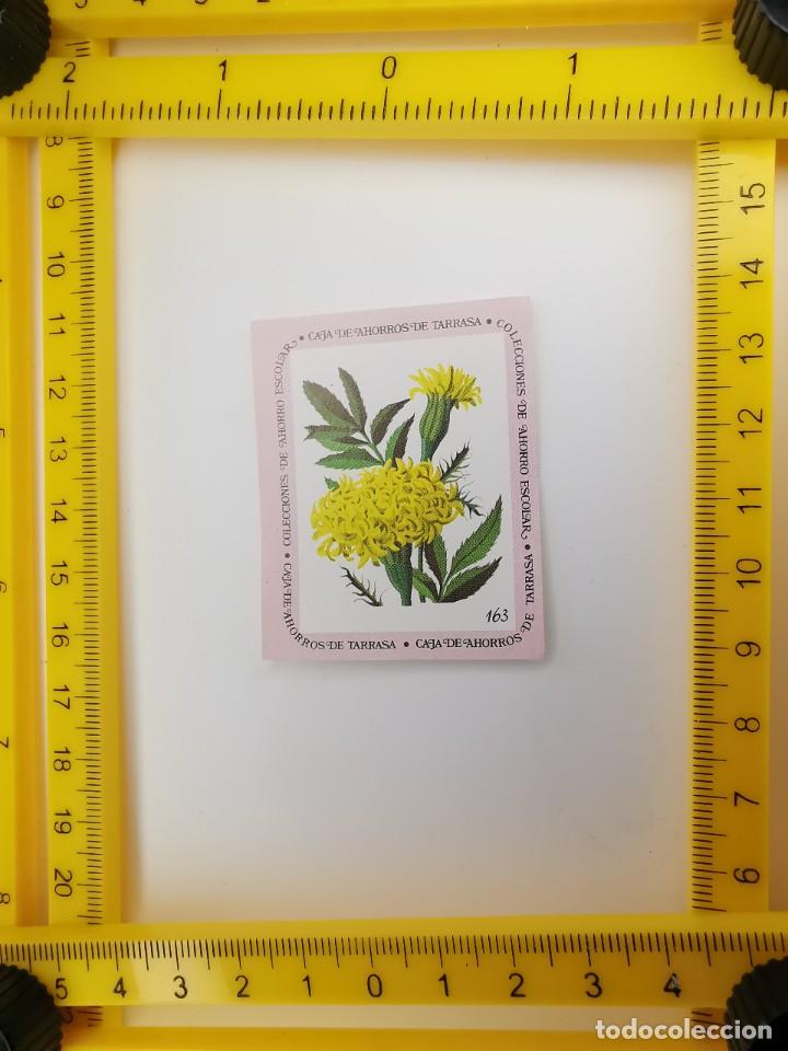Sammeln alte Sammelbilder: CROMO SIN PEGAR BANCO 1968 CAJA DE AHORROS DE BARCELONA TARRASA ALBUM PLANTAS Y FLORES 163