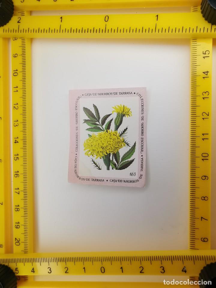 Sammeln alte Sammelbilder: CROMO SIN PEGAR BANCO 1968 CAJA DE AHORROS DE BARCELONA TARRASA ALBUM PLANTAS Y FLORES 163