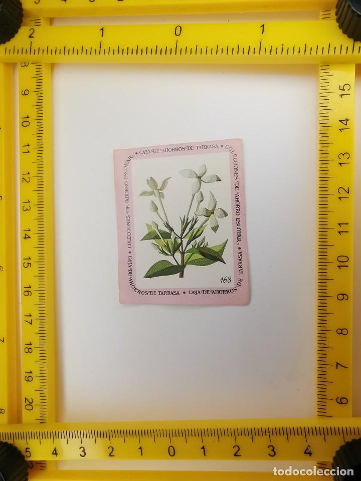 Sammeln alte Sammelbilder: CROMO SIN PEGAR BANCO 1968 CAJA DE AHORROS DE BARCELONA TARRASA ALBUM PLANTAS Y FLORES 168