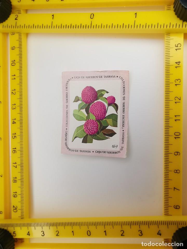 Sammeln alte Sammelbilder: CROMO SIN PEGAR BANCO 1968 CAJA DE AHORROS DE BARCELONA TARRASA ALBUM PLANTAS Y FLORES 169