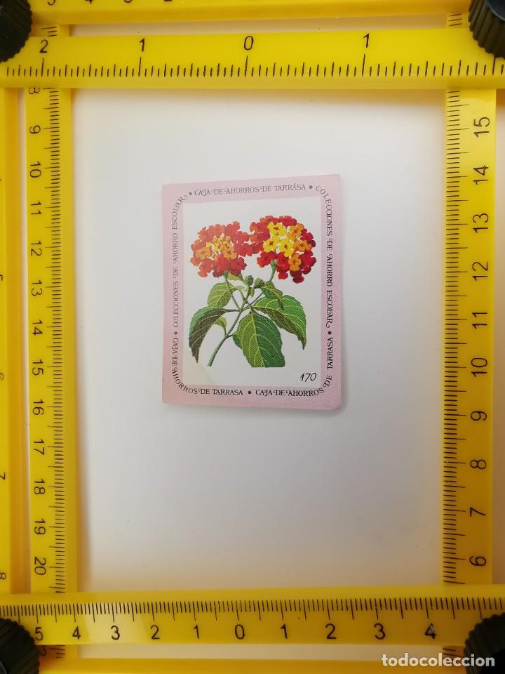 Sammeln alte Sammelbilder: CROMO SIN PEGAR BANCO 1968 CAJA DE AHORROS DE BARCELONA TARRASA ALBUM PLANTAS Y FLORES 170