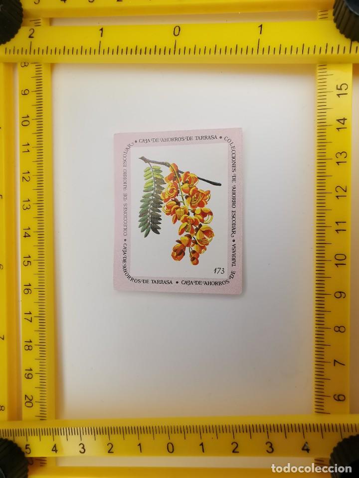 Collezionismo Figurine antiche: CROMO SIN PEGAR BANCO 1968 CAJA DE AHORROS DE BARCELONA TARRASA ALBUM PLANTAS Y FLORES 173