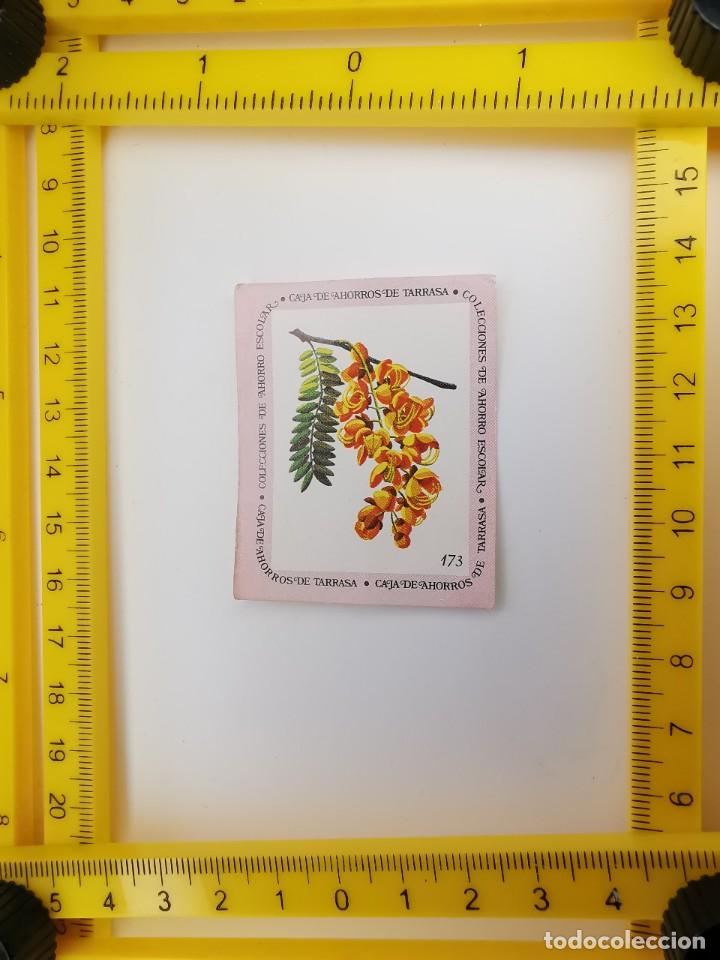 Collezionismo Figurine antiche: CROMO SIN PEGAR BANCO 1968 CAJA DE AHORROS DE BARCELONA TARRASA ALBUM PLANTAS Y FLORES 173