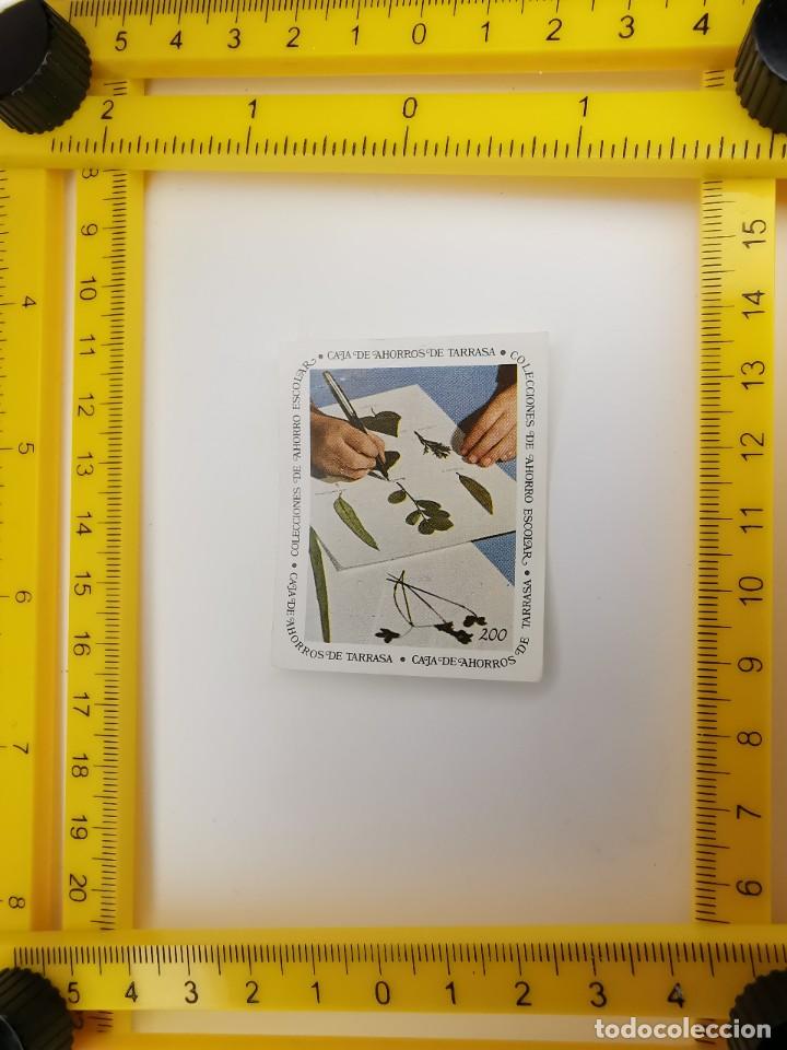 Coleccionismo cromos antiguos: CROMO SIN PEGAR BANCO 1968 CAJA DE AHORROS DE BARCELONA TARRASA ALBUM PLANTAS Y FLORES 200