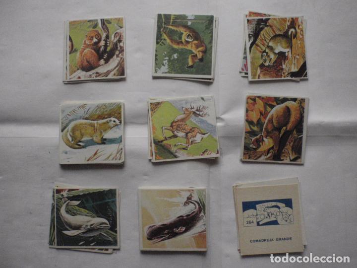 Coleccionismo cromos antiguos: Lote 53 cromos diferentes de SUPER ZOO editado por PANINI. A&ntilde;o 1973