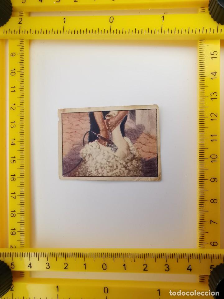 Collectable Antique Stickers: CROMO SIN PEGAR PRIMER ALBUM GALLINA BLANCA SERIE 12 2 LANA ESQUILERO