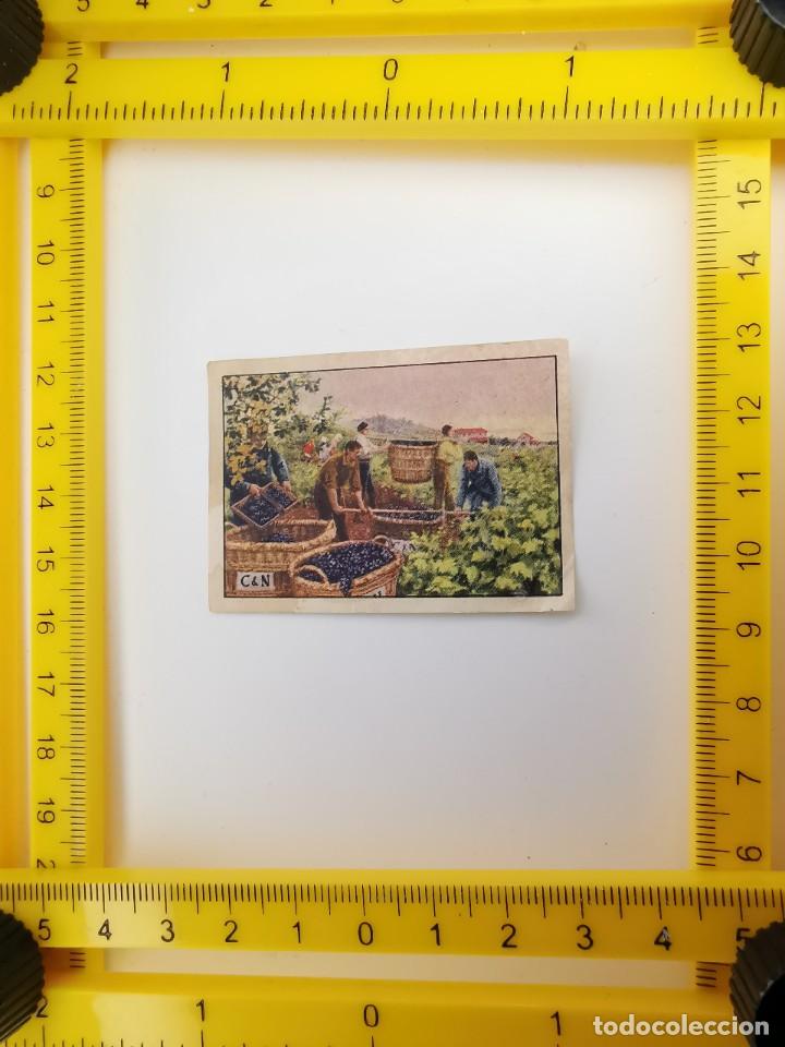 Collectable Antique Stickers: CROMO SIN PEGAR PRIMER ALBUM GALLINA BLANCA SERIE 6 3 EL VINO TRASLADO UVA