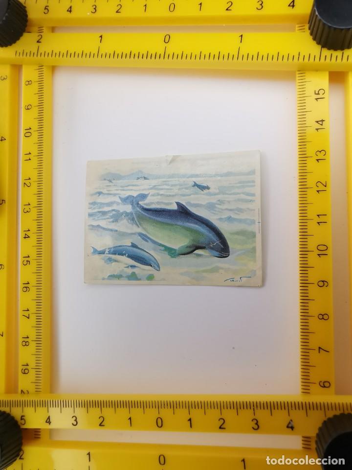 Sammeln alte Sammelbilder: CROMO RECUPERADO PANRICO BIMBO ALBUM BIMBO CONOCIMIENTOS UNIVERSALES 49