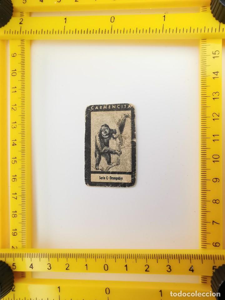 Collectable Antique Stickers: CROMO SIN PEGAR AZAFRAN CARMENCITA SERIE C 62 REINO ANIMAL ORANGUTAN