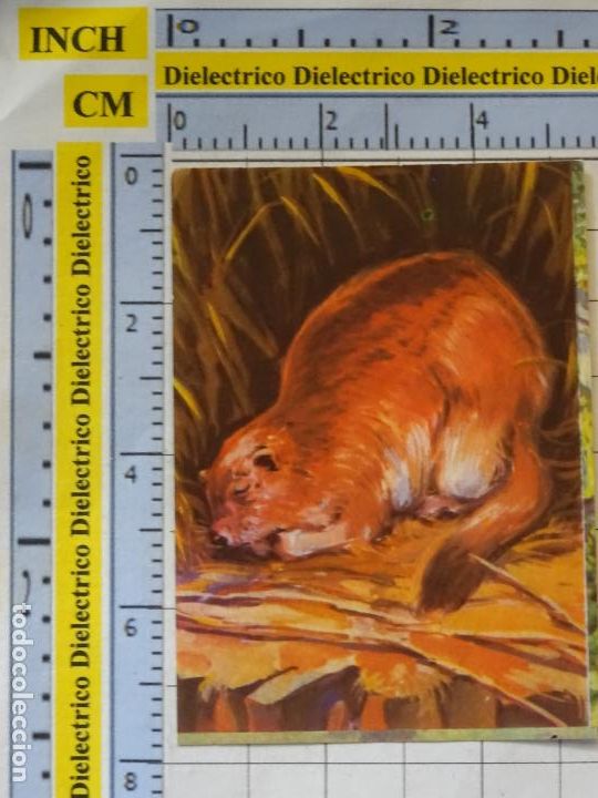 Collectionnisme Cartes &agrave; collectionner anciennes: CROMO CROMITO CHUCHER&Iacute;AS. &Aacute;LBUM BIMBO EL PORQUE DE LAS COSAS 3 1972. 19 HIBERNACI&Oacute;N