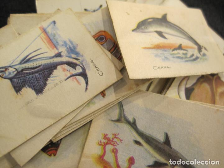 Collectionnisme Cartes &agrave; collectionner anciennes: PECES Y OTRAS CRIATURAS MARINAS-LOTE DE 48 CROMOS DE LAS CAJAS DE CERILLAS-VER FOTOS-(CR-2565)
