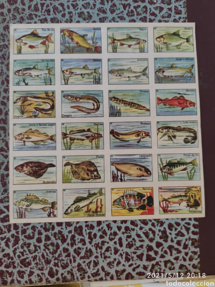 Coleccionismo cromos antiguos: Colecci&oacute;n completa cromos peces a&ntilde;o 1955 - Foto 3