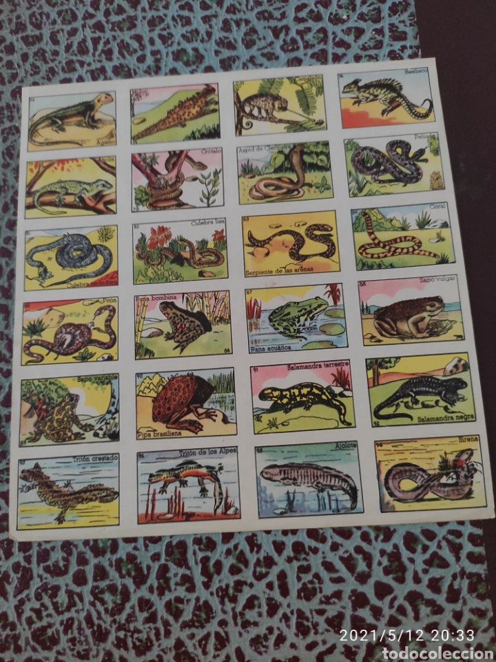 Coleccionismo cromos antiguos: Colecci&oacute;n completa cromos peces a&ntilde;o 1955 - Foto 5