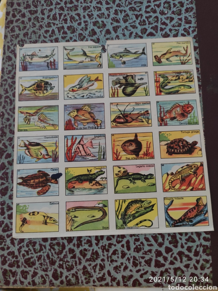 Coleccionismo cromos antiguos: Colecci&oacute;n completa cromos peces a&ntilde;o 1955 - Foto 6