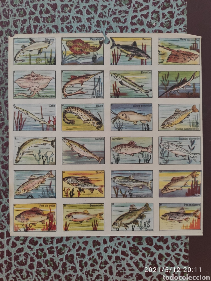 Coleccionismo cromos antiguos: Colecci&oacute;n completa cromos peces a&ntilde;o 1955 - Foto 1