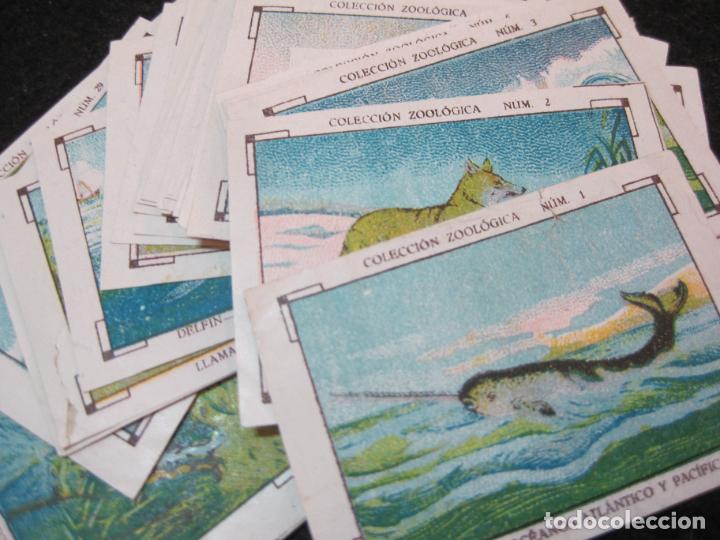 Coleccionismo cromos antiguos: COLECCION ZOOLOGICA-LOTE DE 31 CROMOS-VER FOTOS-(CR-2585)