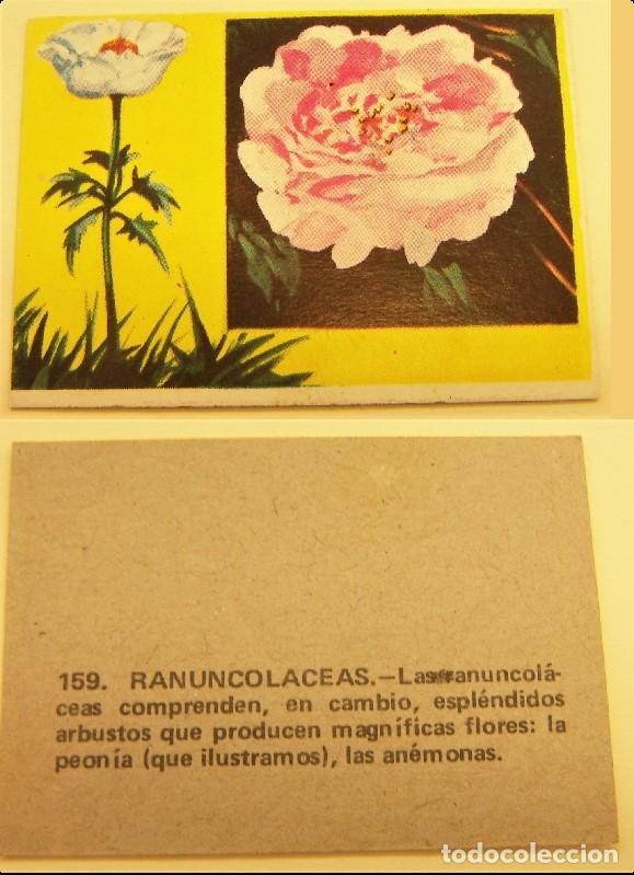 Coleccionismo cromos antiguos: Cromo N&ordm; 159 Ranuncolaceas - Nunca pegado - Foto 1