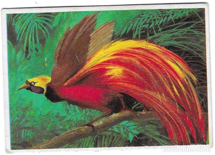 Coleccionismo cromos antiguos: DUNKIN -- LAS AVES N&ordm;11 -- - Foto 1