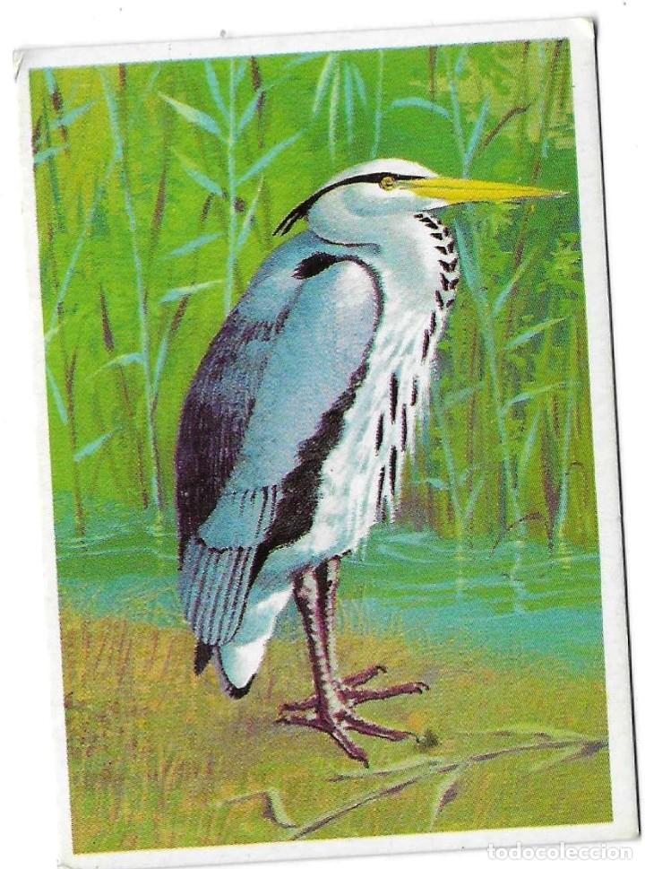 Coleccionismo cromos antiguos: DUNKIN -- LAS AVES N&ordm; 10 -- - Foto 1