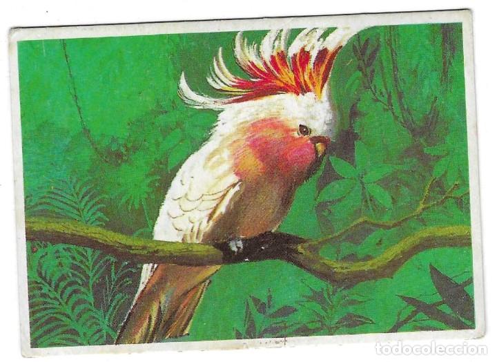 Coleccionismo cromos antiguos: DUNKIN -- LAS AVES N&ordm; 5 -- - Foto 1