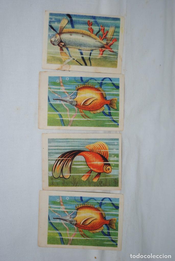 Coleccionismo cromos antiguos: ANTIGUOS CROMOS DE PECES - Foto 1