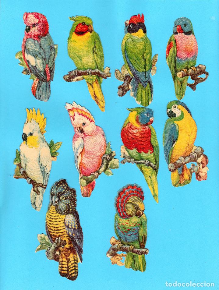 Coleccionismo Cromos antiguos: 10 LOROS, CACAT&Uacute;AS, PAPAGAYOS... TROQUELADOS. CHOCOLATE AMATLLER. FINALES DEL SIGLO XIX.