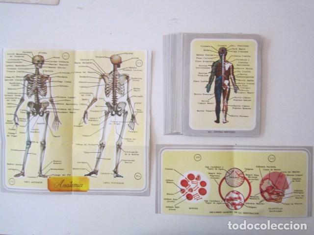 Coleccionismo Cromos antiguos: LOTE DE 31 CROMOS VIDA Y COLOR EL CUERPO HUMANO