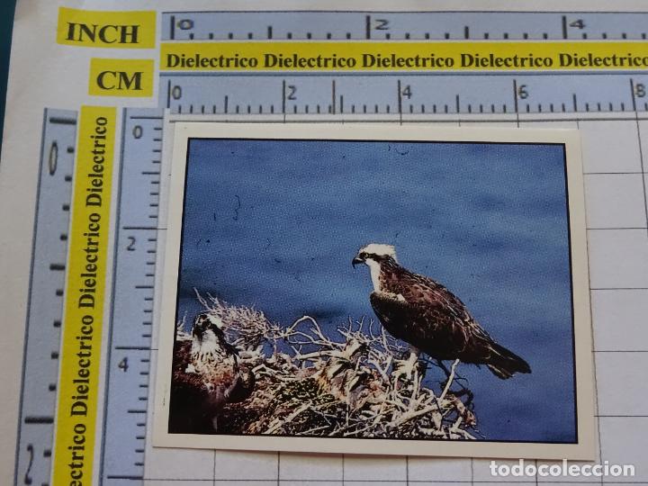 Colecionismo Cromos antigos: CROMO CROMITO NATURALEZA EN PELIGRO WWF PANINI NOCILLA. 88
