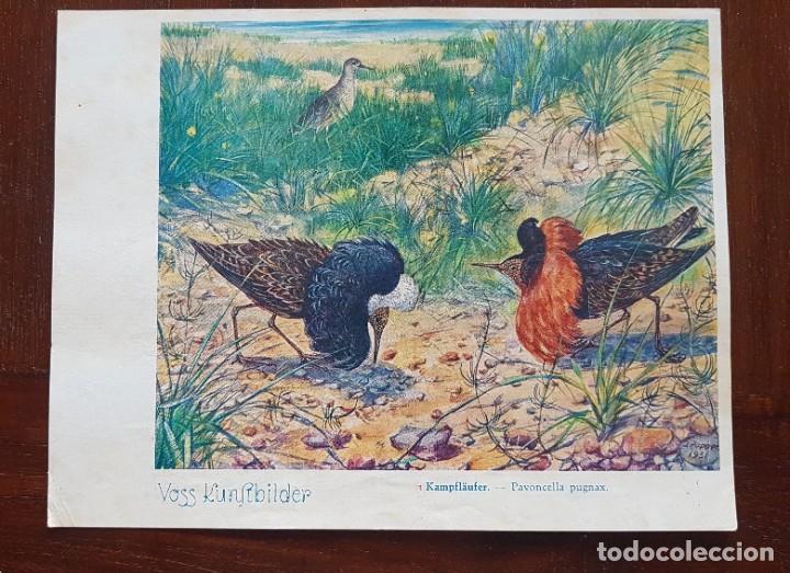 Coleccionismo cromos antiguos: Cromo ficha Voss Kunstbilder Salmmelalbum Das Tierreich. Serie 10