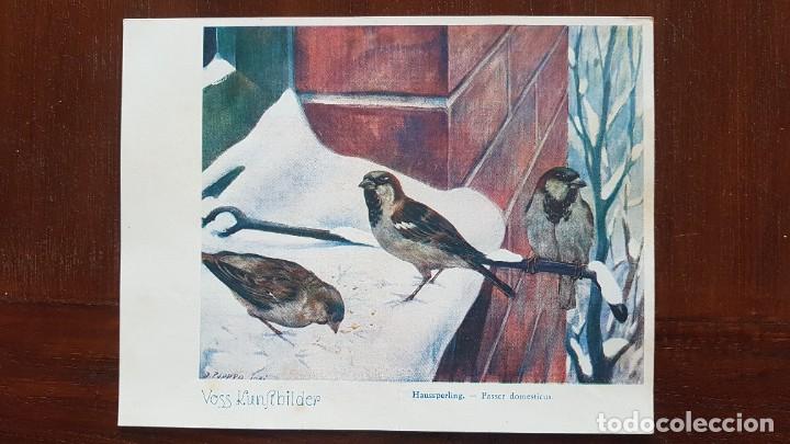 Coleccionismo cromos antiguos: Cromo ficha Voss Kunstbilder Salmmelalbum Das Tierreich. Serie 7
