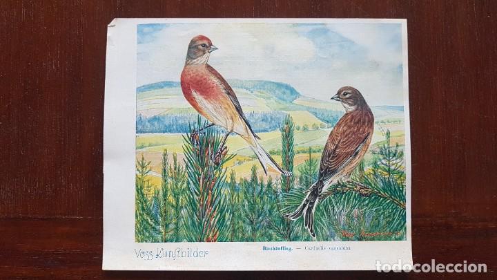 Coleccionismo cromos antiguos: Cromo ficha Voss Kunstbilder Salmmelalbum Das Tierreich. Serie 7