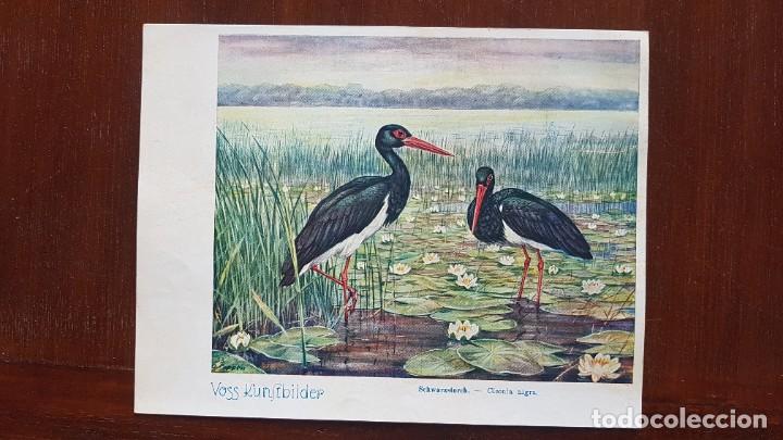 Coleccionismo cromos antiguos: Cromo ficha Voss Kunstbilder Salmmelalbum Das Tierreich. Serie 6