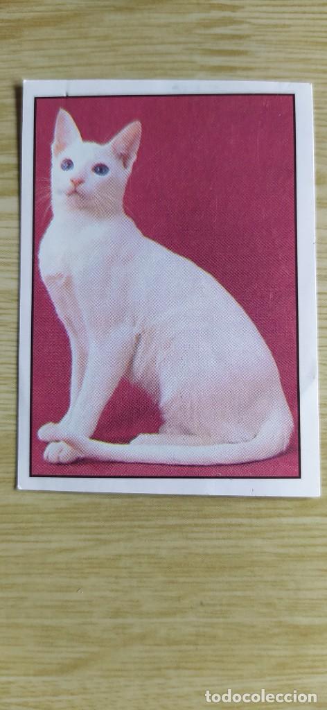 Coleccionismo cromos antiguos: CROMO N&deg;121 PERROS Y GATOS 1994 - Foto 1