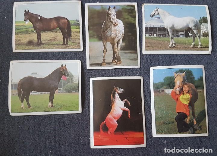 Coleccionismo cromos antiguos: Cromos colecci&oacute;n Caballos de Panini - Foto 1