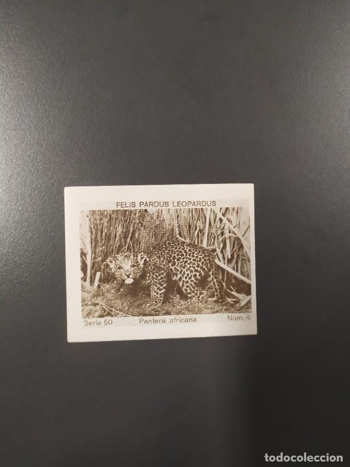 Coleccionismo Cromos antiguos: PANTERA AFRICANA FELIS PARDUS LEOPARDUS N&deg;5 SERIE 50 CUP&Oacute;N PENINSULAR