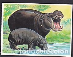 Sammeln alte Sammelbilder: CROMO BOLLYCAO CON TRASERA FAUNA EN PELIGRO N&ordm; 20
