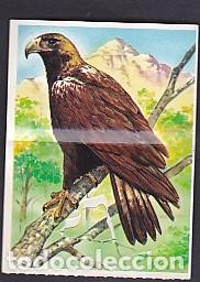 Sammeln alte Sammelbilder: CROMO BOLLYCAO CON TRASERA FAUNA EN PELIGRO N&ordm; 6