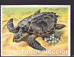 Sammeln alte Sammelbilder: CROMO BOLLYCAO CON TRASERA FAUNA EN PELIGRO N&ordm; 25